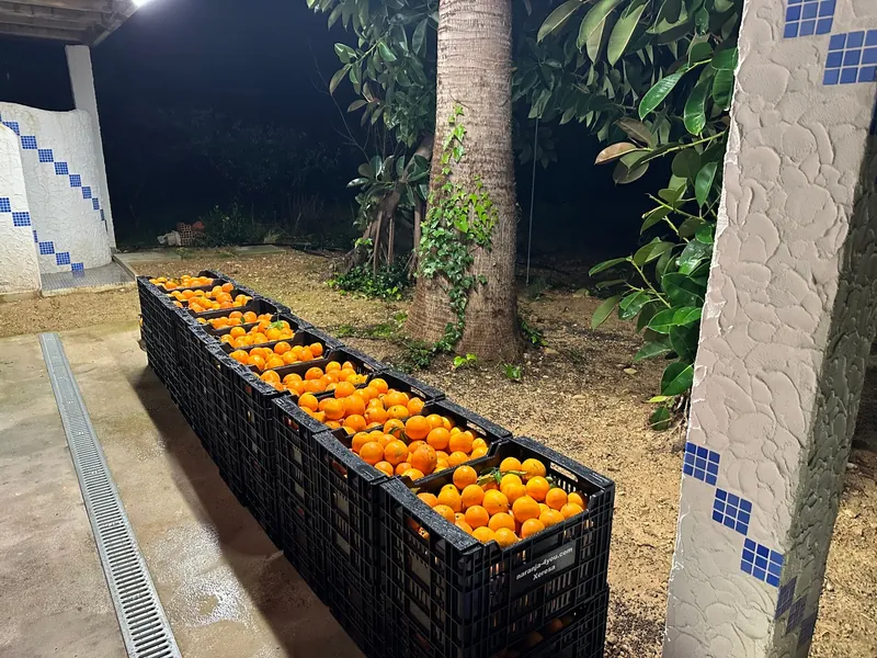 Kisten voller frisch geernteter Orangen und Mandarinen
