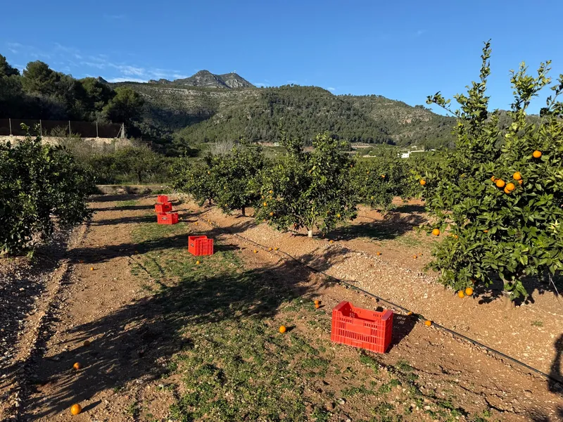 Orangenhain in Xeresa mit roten Erntekisten zwischen den Baumreihen, dahinter die Berge