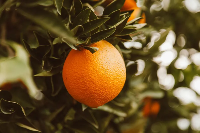 Nahaufnahme einer reifen Orange am Baum