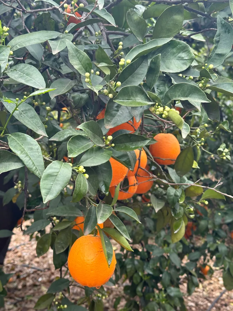 Orangenbaum mit reifen Früchten auf unserem Campo in Xeresa