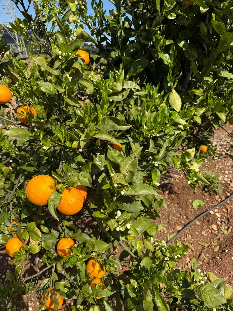 Orangenbaum voller reifer Früchte in der Sonne von Xeresa